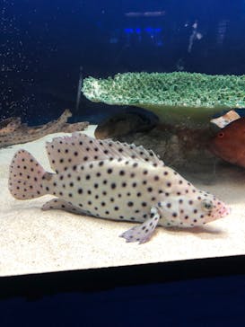 アクアワールド茨城県大洗水族館に投稿された画像（2023/10/9）