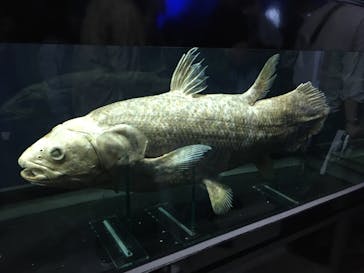 特別展「海　―生命のみなもと―」（国立科学博物館）に投稿された画像（2023/10/9）