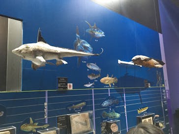 特別展「海　―生命のみなもと―」（国立科学博物館）に投稿された画像（2023/10/9）