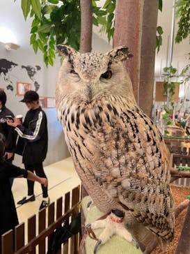 Moff animal cafe イオンモール幕張新都心店に投稿された画像（2023/10/9）