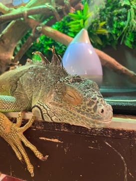 Moff animal cafe イオンモール幕張新都心店に投稿された画像（2023/10/9）