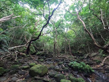 西表島 ADVENTURE PiPi（アドベンチャーピピ）に投稿された画像（2023/10/9）