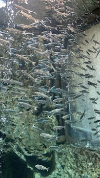 サケのふるさと 千歳水族館に投稿された画像（2023/10/9）