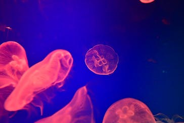 名古屋港水族館に投稿された画像（2023/10/9）