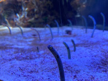 名古屋港水族館に投稿された画像（2023/10/9）