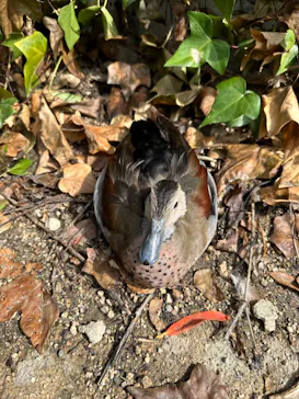 神戸どうぶつ王国に投稿された画像（2023/10/9）