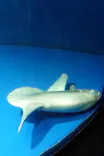 サンシャイン水族館に投稿された画像（2023/10/9）