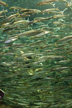 サンシャイン水族館に投稿された画像（2023/10/9）