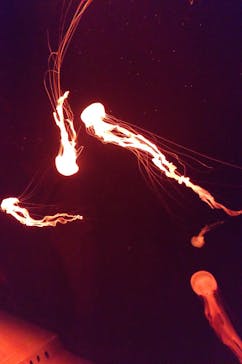 サンシャイン水族館に投稿された画像（2023/10/9）