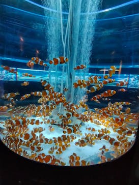 鴨川シーワールドに投稿された画像（2023/10/9）