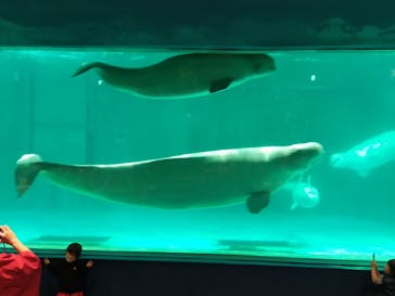 鴨川シーワールドに投稿された画像（2023/10/9）