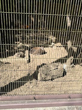 よこはま動物園ズーラシアに投稿された画像（2023/10/9）