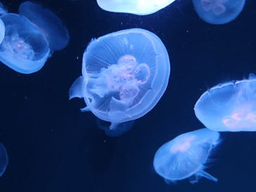 サンシャイン水族館に投稿された画像（2023/10/9）