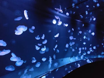 サンシャイン水族館に投稿された画像（2023/10/9）