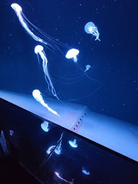 サンシャイン水族館に投稿された画像（2023/10/9）