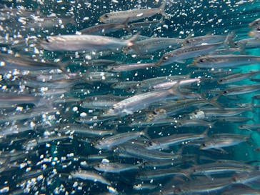 環境水族館アクアマリンふくしまに投稿された画像（2023/10/9）