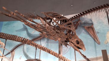 福井県立恐竜博物館に投稿された画像（2023/10/9）