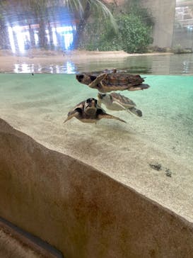 鴨川シーワールドに投稿された画像（2023/10/9）