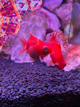 NARA IKIMONO MUSEUMに投稿された画像（2023/10/9）