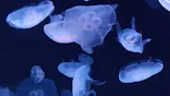 サンシャイン水族館に投稿された画像（2023/10/10）