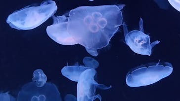 サンシャイン水族館に投稿された画像（2023/10/9）