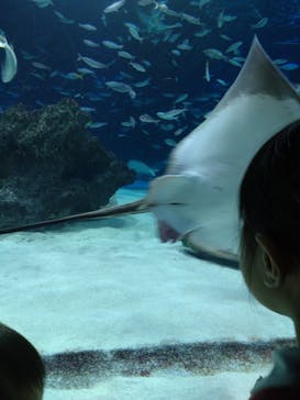 サンシャイン水族館に投稿された画像（2023/10/9）