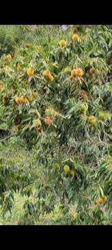 農業公園信貴山のどか村に投稿された画像（2023/10/10）