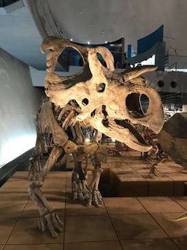 福井県立恐竜博物館に投稿された画像（2023/10/10）