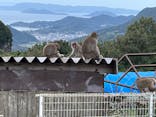 小豆島　銚子渓　自然動物園　お猿の国に投稿された画像（2023/10/10）