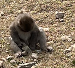小豆島　銚子渓　自然動物園　お猿の国に投稿された画像（2023/10/10）