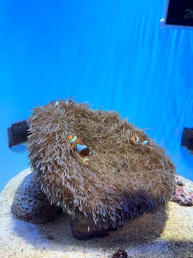 沖縄美ら海水族館に投稿された画像（2023/10/10）