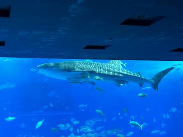 沖縄美ら海水族館に投稿された画像（2023/10/10）