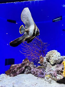 沖縄美ら海水族館に投稿された画像（2023/10/10）