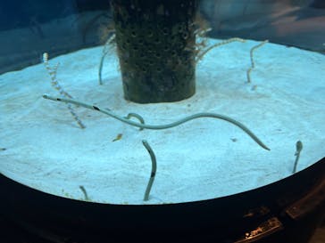 沖縄美ら海水族館に投稿された画像（2023/10/10）