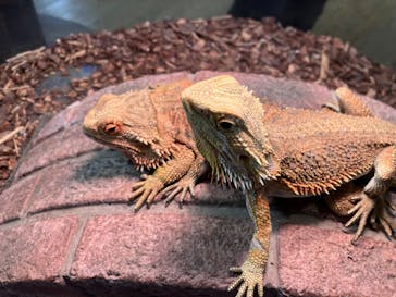 NARA IKIMONO MUSEUMに投稿された画像（2023/10/10）