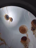 サンシャイン水族館に投稿された画像（2023/10/10）