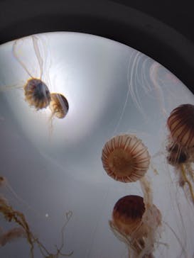 サンシャイン水族館に投稿された画像（2023/10/10）