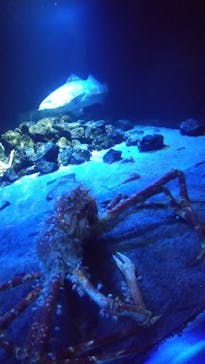 環境水族館アクアマリンふくしまに投稿された画像（2023/10/10）