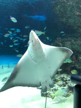サンシャイン水族館に投稿された画像（2023/10/10）