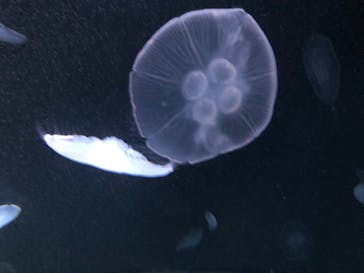 サンシャイン水族館に投稿された画像（2023/10/10）