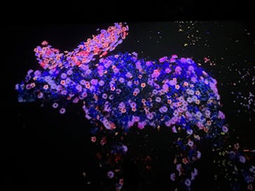 チームラボに投稿された画像（2023/10/10）