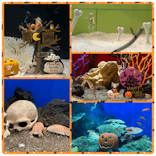 しながわ水族館に投稿された画像（2023/10/10）