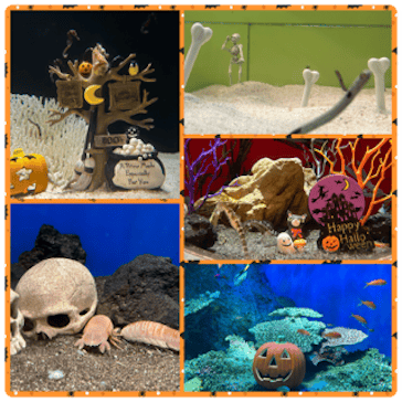 しながわ水族館に投稿された画像（2023/10/10）