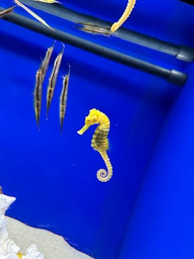 サンシャイン水族館に投稿された画像（2023/10/10）