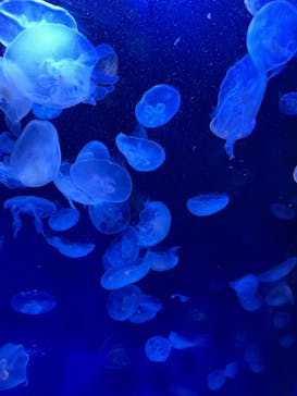 サンシャイン水族館に投稿された画像（2023/10/10）