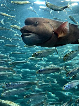 サンシャイン水族館に投稿された画像（2023/10/10）