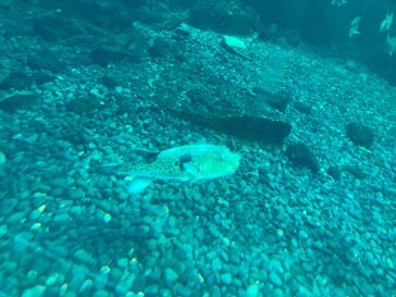 新江ノ島水族館に投稿された画像（2023/10/10）