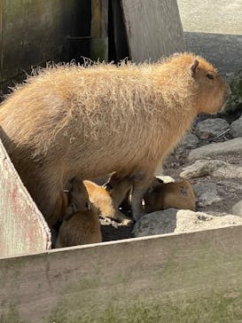 伊豆アニマルキングダムに投稿された画像（2023/10/10）