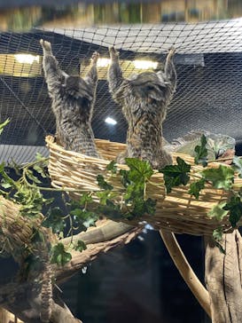 カワスイ 川崎⽔族館に投稿された画像（2023/10/10）