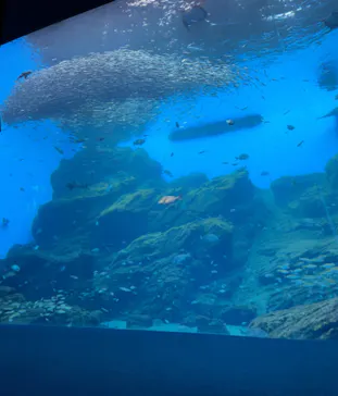 仙台うみの杜水族館に投稿された画像（2023/10/10）